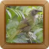 Free play online Kicau Burung Kapas Tembak APK