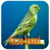 Free play online Kicau Burung Kenari Ngerol Panjang APK Free play online Kicau Burung Kenari Ngerol Panjang APK