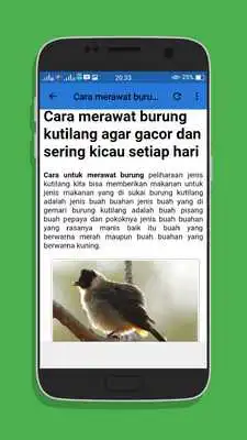 Play Kicau Burung Kutilang Jambul