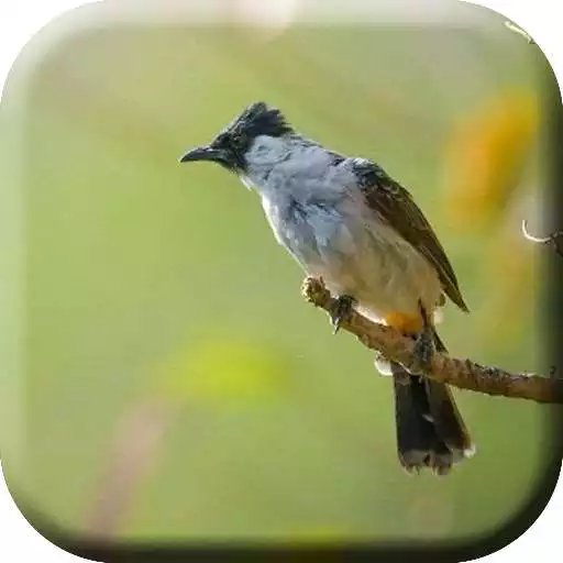 Play Kicau Burung Kutilang Pikat APK Play Kicau Burung Kutilang Pikat APK