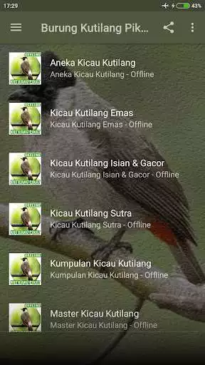Play Kicau Burung Kutilang Pikat as an online game Kicau Burung Kutilang Pikat with UptoPlay