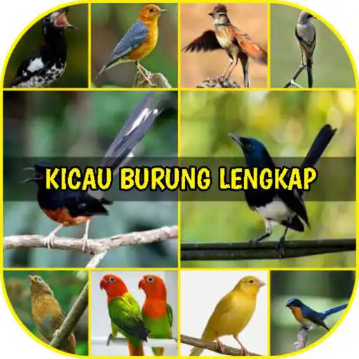 Run free android online Kicau Burung Lengkap Offline Terbaru APK