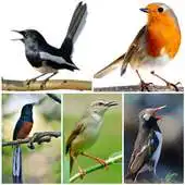 Free play online Kicau Burung Masteran APK Free play online Kicau Burung Masteran APK