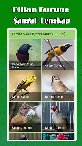 Play APK Kicau Burung Masteran Lengkap  and enjoy Kicau Burung Masteran Lengkap with UptoPlay com.rainskov.kicauburungmasteran