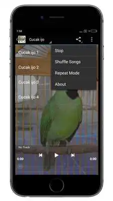 Play Kicau Burung Masteran