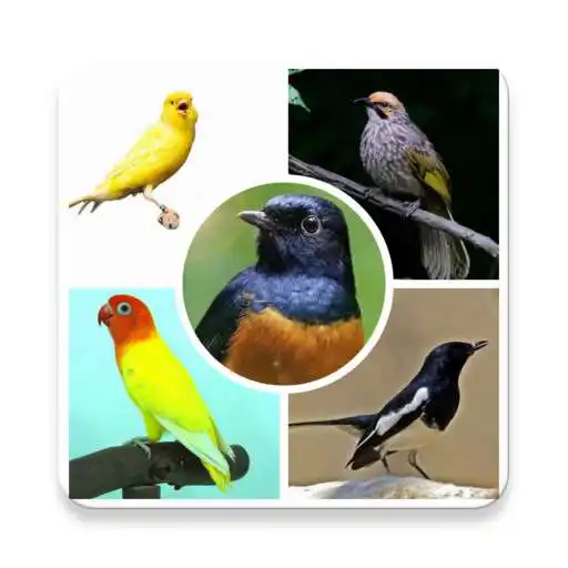 Run free android online Kicau Burung Master APK