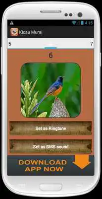 Play Kicau Burung Murai Batu Juara