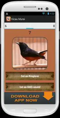Play Kicau Burung Murai Batu Juara