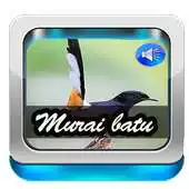 Free play online Kicau Burung Murai Batu Master APK