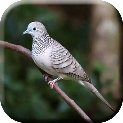 Play Kicau Burung Perkutut Lokal Gacor APK