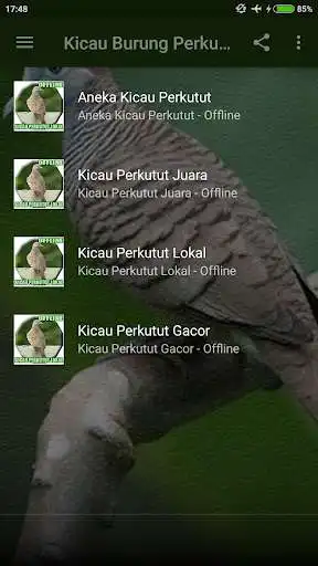 Play Kicau Burung Perkutut Lokal Gacor as an online game Kicau Burung Perkutut Lokal Gacor with UptoPlay