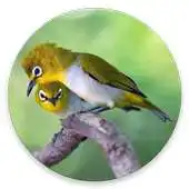 Free play online Kicau Burung Pleci Offline APK