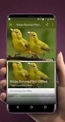 Play Kicau Burung Pleci Offline