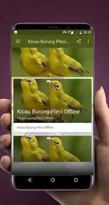 Play Kicau Burung Pleci Offline