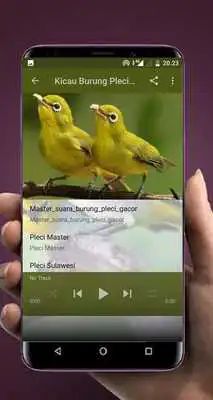 Play Kicau Burung Pleci Offline
