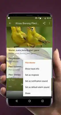 Play Kicau Burung Pleci Offline