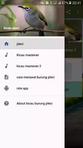 Play Kicau Burung Pleci
