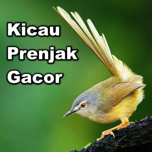 Play Kicau Burung Prenjak (Ciblek) Gacor APK Play Kicau Burung Prenjak (Ciblek) Gacor APK