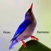 Free play online Kicau Burung Rambatan APK Free play online Kicau Burung Rambatan APK