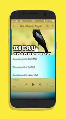 Play Kicau Burung Srigunting Gacor Mp3