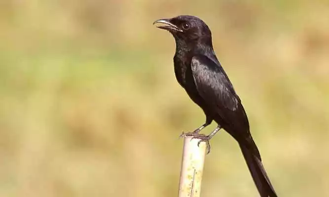 Play Kicau Burung Sri Gunting