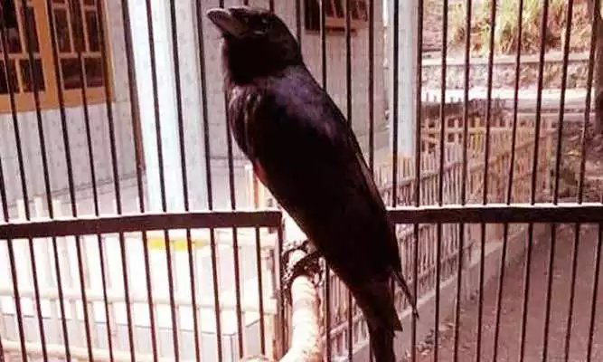 Play Kicau Burung Sri Gunting