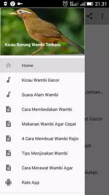 Play Kicau Burung Wambi