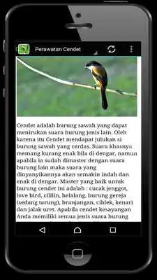 Play Kicau Cendet Master