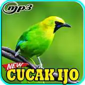 Free play online Kicau Cucak Ijo Top Juara Mp3 APK