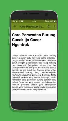 Play Kicau Cucak Ijo Top Juara Mp3