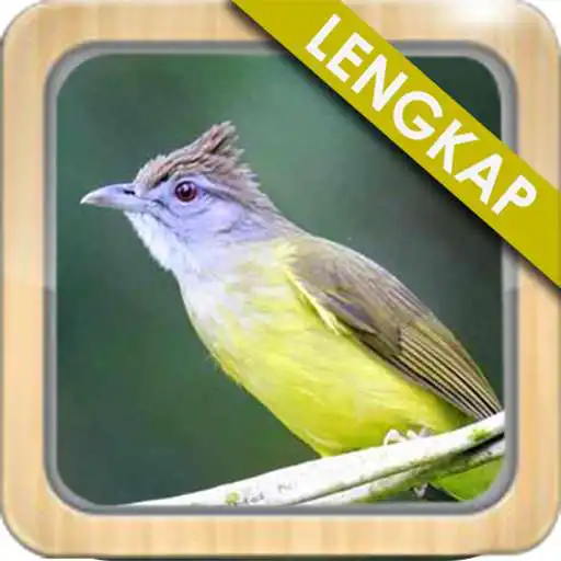 Play Kicau Cucak Jenggot Gacor