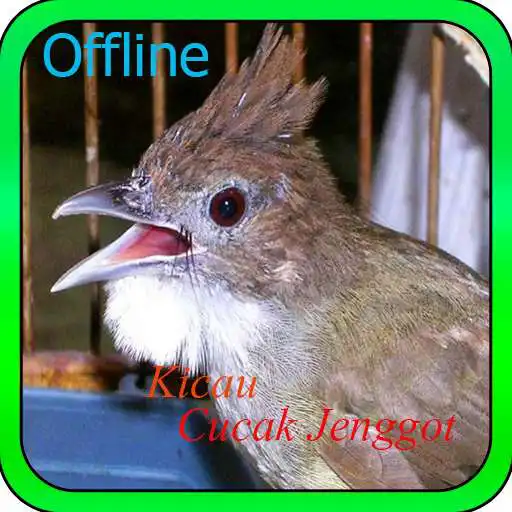 Run free android online Kicau Cucak Jenggot Offline APK