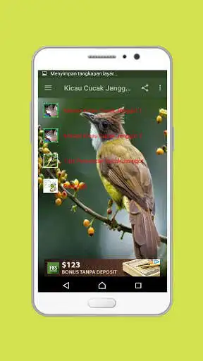 Play APK Kicau Cucak Jenggot Offline  and enjoy Kicau Cucak Jenggot Offline with UptoPlay com.prastowo.kicaucucakjenggotoffline