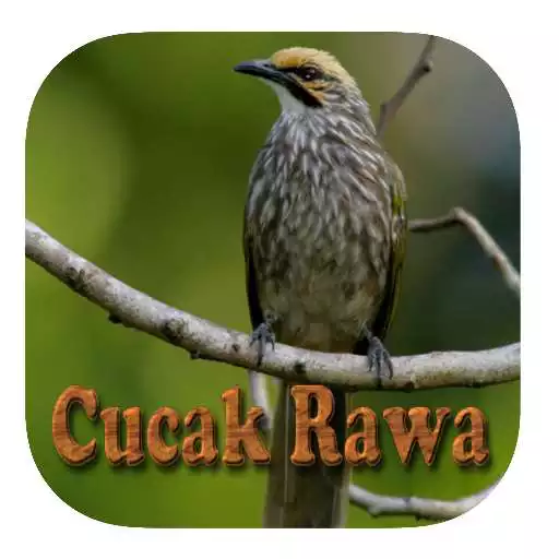 Play Kicau Cucak Rowo Fighter Gacor APK