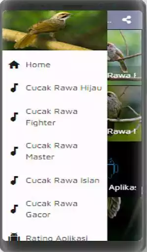 Play Kicau Cucak Rowo Fighter Gacor  and enjoy Kicau Cucak Rowo Fighter Gacor with UptoPlay