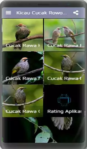 Play Kicau Cucak Rowo Fighter Gacor as an online game Kicau Cucak Rowo Fighter Gacor with UptoPlay