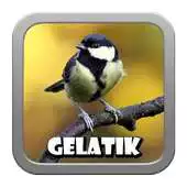 Free play online Kicau Gelatik Batu APK Free play online Kicau Gelatik Batu APK