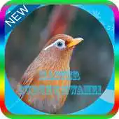 Free play online Kicau Hwamei Master Mp3 Offline APK Free play online Kicau Hwamei Master Mp3 Offline APK