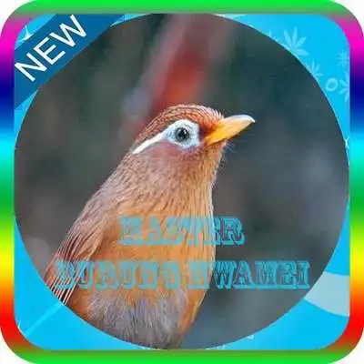 Play Kicau Hwamei Master Mp3 Offline