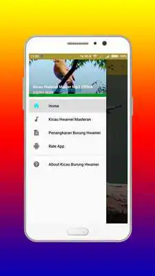 Play Kicau Hwamei Master Mp3 Offline