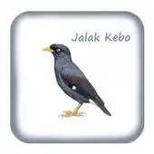 Free play online Kicau Jalak Kebo Gacor Pikat APK Free play online Kicau Jalak Kebo Gacor Pikat APK