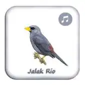 Free play online Kicau Jalak Rio Rio Gacor APK