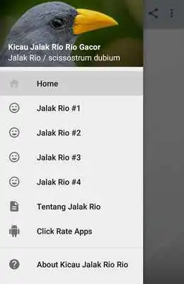 Play Kicau Jalak Rio Rio Gacor