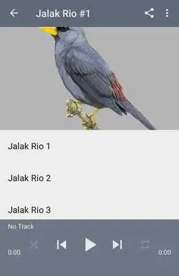 Play Kicau Jalak Rio Rio Gacor
