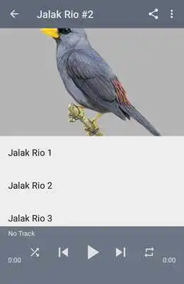 Play Kicau Jalak Rio Rio Gacor