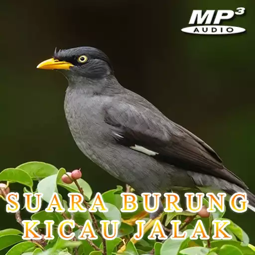 Free play online Kicau Jalak Suren Offline APK Free play online Kicau Jalak Suren Offline APK