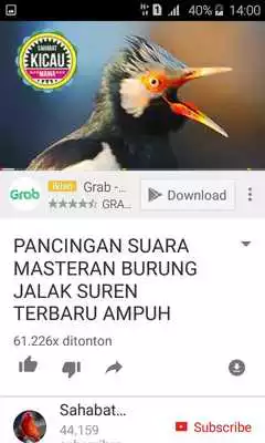 Play Kicau Jalak Suren Offline