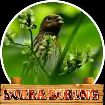 Play Kicau Kenari Gunung/Melayu