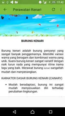 Play Kicau Kenari