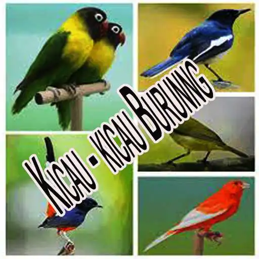 Play Kicau-kicau Burung terbaik Mp3 APK Play Kicau-kicau Burung terbaik Mp3 APK